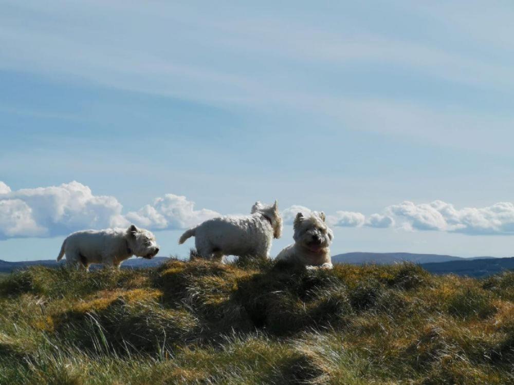 Doonans Cottage Maybole エクステリア 写真